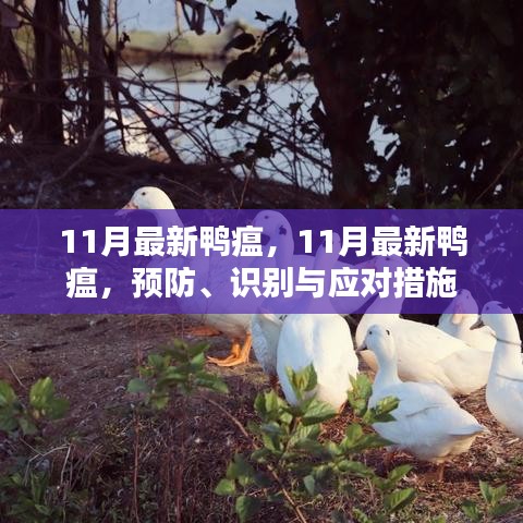 11月最新鴨瘟，預(yù)防、識(shí)別與應(yīng)對(duì)措施