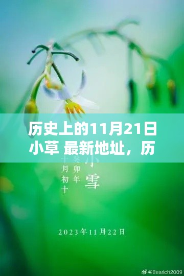 歷史上的11月21日與小草最新地址，多維度觀點深度探析