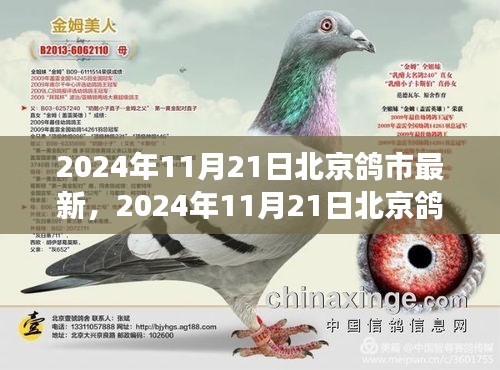 北京鴿市新篇章，變革中的學(xué)習(xí)之路鑄就自信與成就之光（2024年11月21日最新資訊）