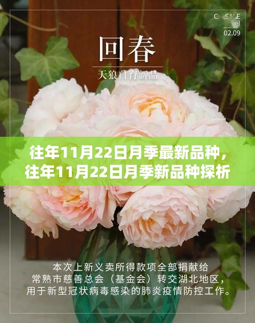 往年11月22日月季最新品種，往年11月22日月季新品種探析，觀點(diǎn)闡述與解析