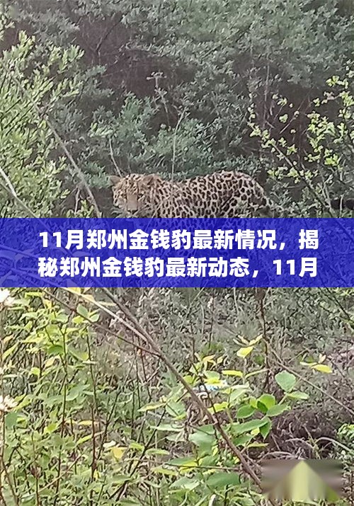 揭秘鄭州金錢豹最新動態(tài)，11月的觀察與發(fā)現(xiàn)，金錢豹最新情況揭秘