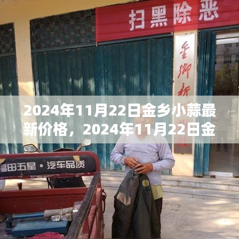 2024年11月22日金鄉(xiāng)小蒜最新價格全面指南，查詢與理解