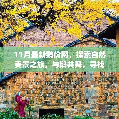 十一月鵝價(jià)網(wǎng)，與自然共舞，探索內(nèi)心寧?kù)o的旅程