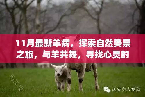 探索羊病新動(dòng)態(tài)，與自然共舞的心靈之旅