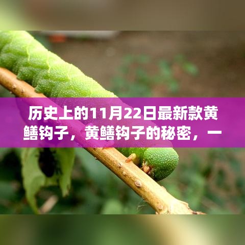 溫馨日常故事，揭秘黃鱔鉤子的秘密與最新款鉤子誕生記