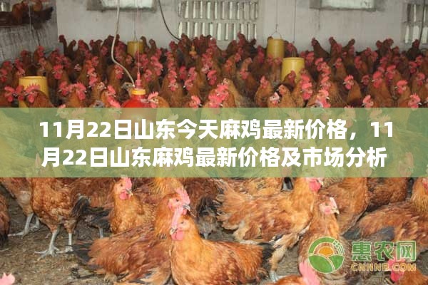 山東麻雞最新價(jià)格與市場(chǎng)分析報(bào)告（11月22日）