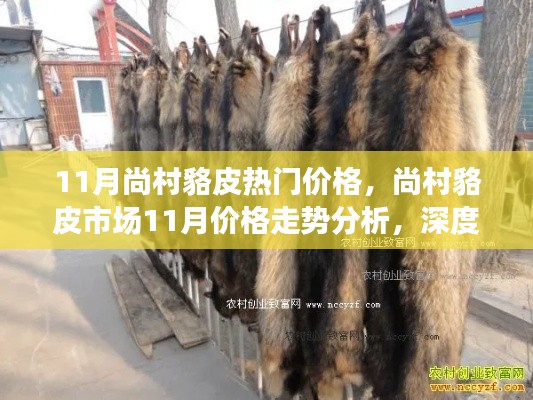 尚村貉皮市場11月價格走勢深度解析與各方觀點(diǎn)探討