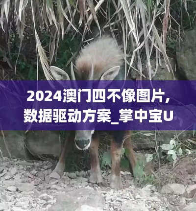 2024澳門四不像圖片,數(shù)據(jù)驅(qū)動(dòng)方案_掌中寶UZF7.91