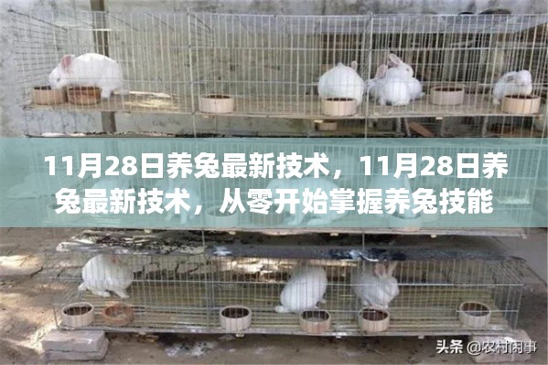 11月28日養(yǎng)兔最新技術(shù)，從零開(kāi)始掌握養(yǎng)兔技能全攻略