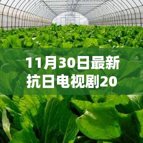 戰(zhàn)火中的綠色征途，抗日電視劇的靜謐啟示（2016年最新）