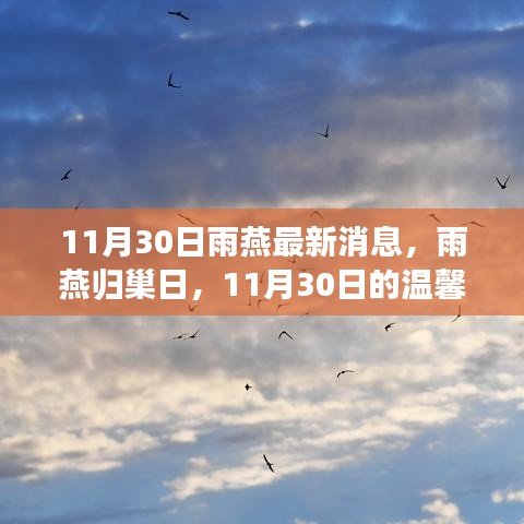 雨燕歸巢日，11月30日的溫馨奇遇