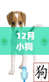 小狗寶盒最新版下載，數(shù)字時代的起源、影響及地位探索