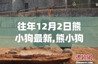 歷年十二月二日觀察解讀，熊小狗現(xiàn)象的最新動態(tài)