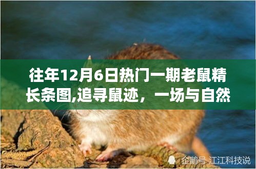 追尋鼠跡，與自然共舞的老鼠精奇妙旅行
