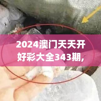 2024澳門天天開好彩大全343期,全面解析與深度體驗_復(fù)刻版6.229