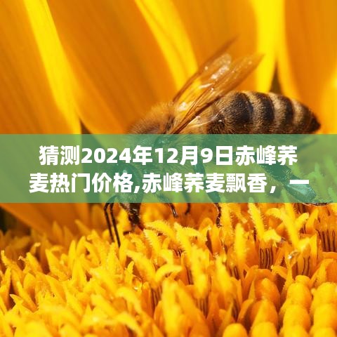 赤峰蕎麥未來熱門價格猜想，溫馨之旅探尋蕎麥飄香的價格走向（2024年12月9日）