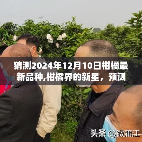 2024年柑橘新品種預(yù)測(cè)，未來(lái)趨勢(shì)及柑橘界新星展望