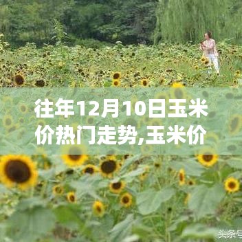 揭秘玉米價(jià)背后的秘密，一場(chǎng)探尋市場(chǎng)走勢(shì)與內(nèi)心平靜的玉米地之旅