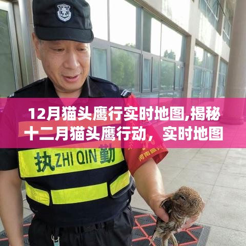 揭秘十二月貓頭鷹行動，實時地圖追蹤的生態(tài)觀察之旅