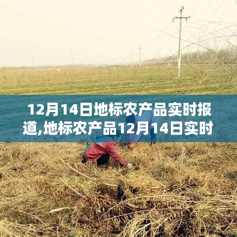 地標(biāo)農(nóng)產(chǎn)品12月14日實(shí)時播報，冬季豐盈，新鮮上桌