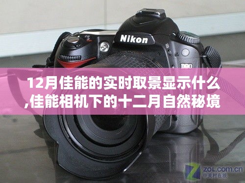 佳能相機(jī)下的十二月自然秘境，實(shí)時(shí)取景揭示寧靜與幽默的十二月佳能視界