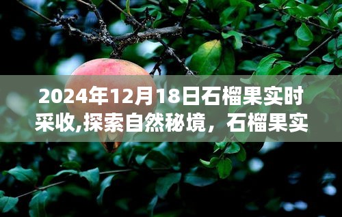 石榴果實(shí)約定之旅，探索自然秘境，2024年采收之旅啟程