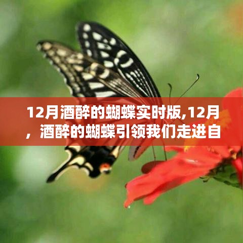 十二月酒醉的蝴蝶，自然懷抱的引領(lǐng)