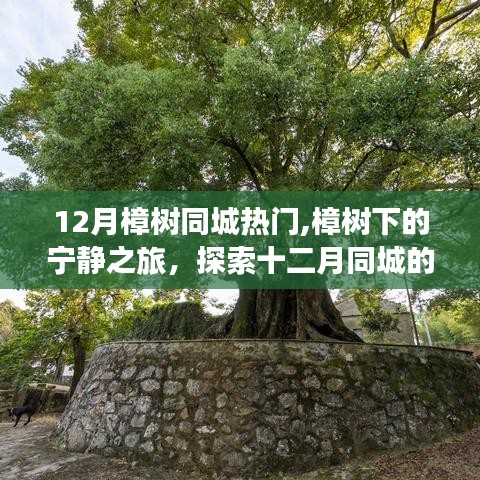 樟樹(shù)下的寧?kù)o秘境，十二月樟樹(shù)同城自然探索之旅