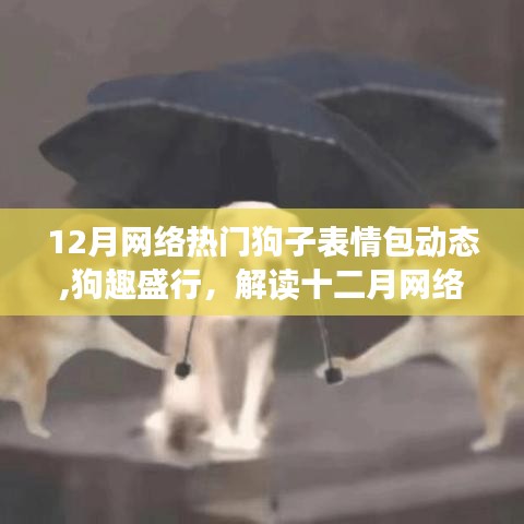 狗趣盛行，解讀十二月網(wǎng)絡(luò)熱門狗子表情包背后的文化現(xiàn)象
