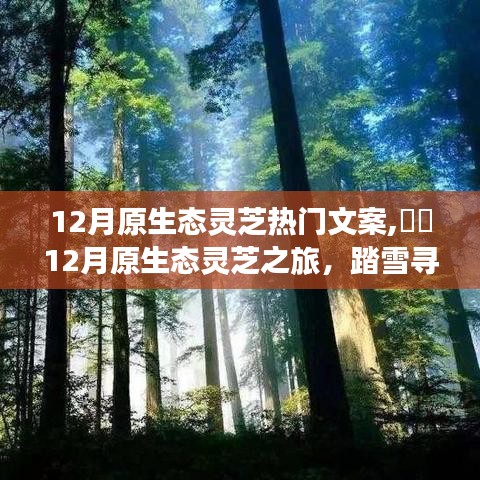12月原生態(tài)靈芝之旅，踏雪尋心靜，共舞自然之靈