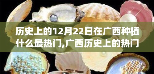 廣西歷史上的種植焦點(diǎn)，深度解析廣西種植作物趨勢與12月22日的熱門種植焦點(diǎn)