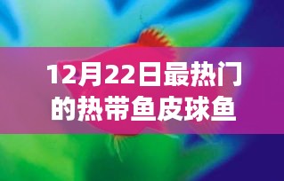 12月22日聚焦，熱帶魚皮球魚熱潮來襲，引領時尚潮流之選