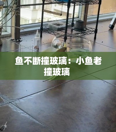 魚(yú)不斷撞玻璃：小魚(yú)老撞玻璃 