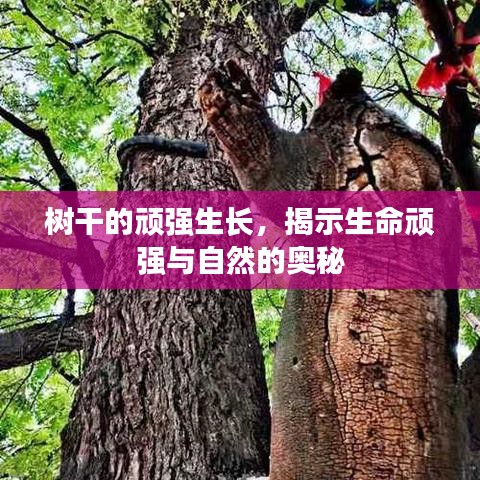 樹干的頑強生長，揭示生命頑強與自然的奧秘