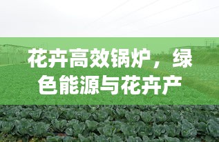 花卉高效鍋爐，綠色能源與花卉產(chǎn)業(yè)融合創(chuàng)新之道