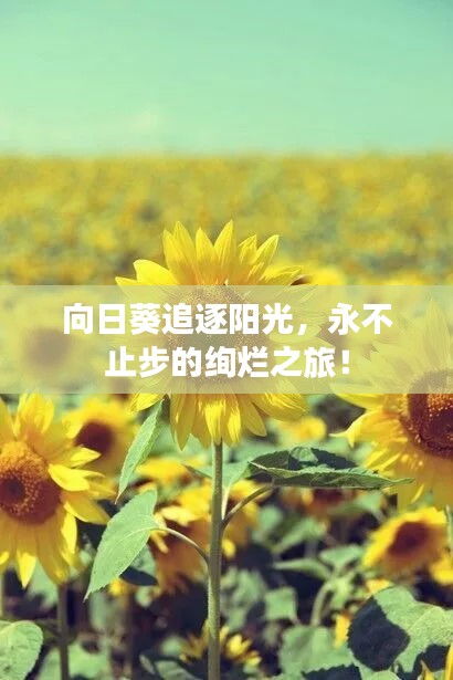 向日葵追逐陽光，永不止步的絢爛之旅！