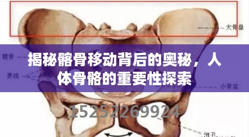 揭秘髂骨移動(dòng)背后的奧秘，人體骨骼的重要性探索