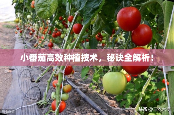 小番茄高效種植技術(shù)，秘訣全解析！