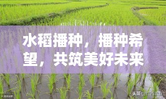 水稻播種，播種希望，共筑美好未來