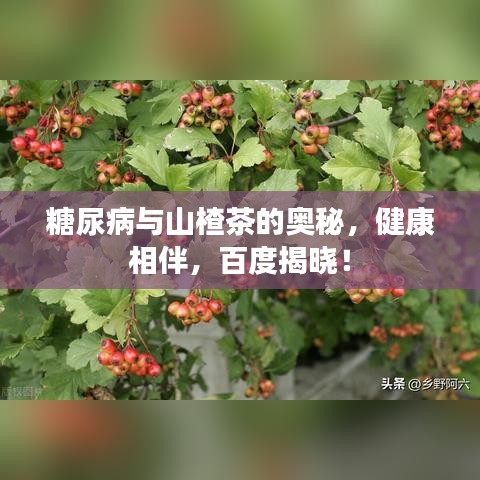 糖尿病與山楂茶的奧秘，健康相伴，百度揭曉！