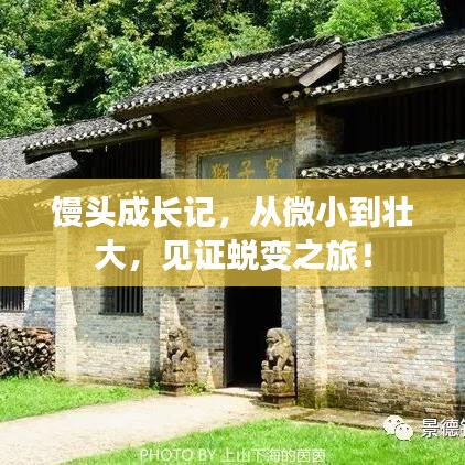 饅頭成長(zhǎng)記，從微小到壯大，見證蛻變之旅！
