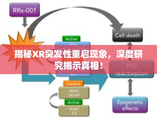 揭秘XR突發(fā)性重啟現(xiàn)象，深度研究揭示真相！