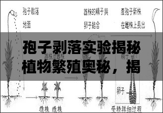 孢子剝落實驗揭秘植物繁殖奧秘，揭開神秘面紗，探尋生命之源