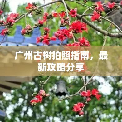 廣州古樹(shù)拍照指南，最新攻略分享