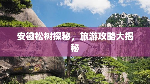 安徽松樹(shù)探秘，旅游攻略大揭秘