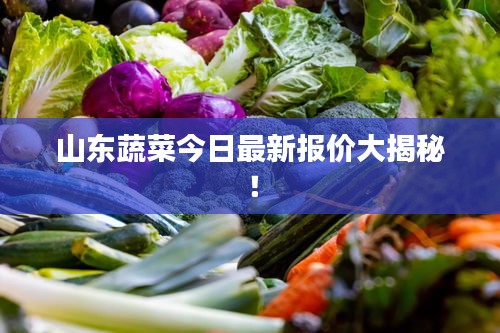 山東蔬菜今日最新報價大揭秘！