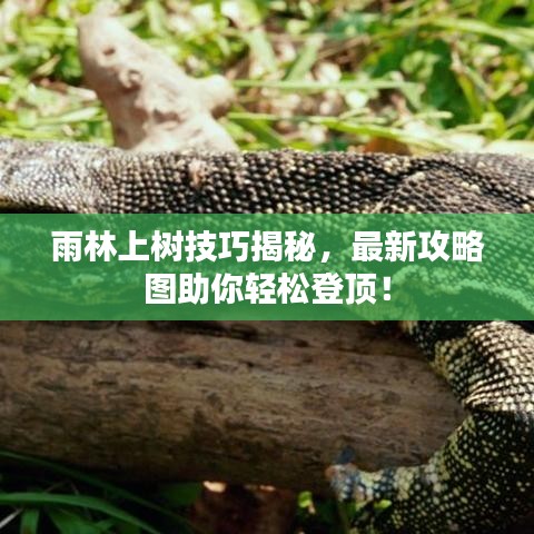雨林上樹技巧揭秘，最新攻略圖助你輕松登頂！
