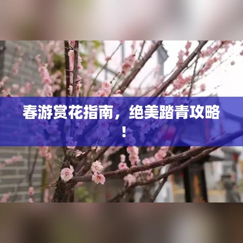 春游賞花指南，絕美踏青攻略！