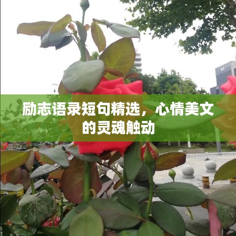 勵(lì)志語(yǔ)錄短句精選，心情美文的靈魂觸動(dòng)