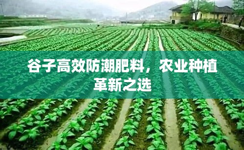 谷子高效防潮肥料，農(nóng)業(yè)種植革新之選